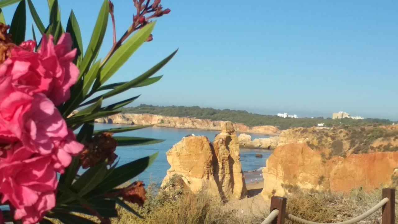אלבור Albur Village B - Dandelion מראה חיצוני תמונה